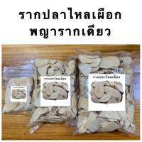 ราคา รากปลาไหลเผือก ปลาไหลเผือก สมุนไพรรากปลาไหลเผือก (20525733791)