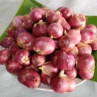 ราคา สดจากฟาร์ม หอมแดงไทยตัดจุก สด สะอาด รับประกันคุณภาพ ราคา ส่ง ถูก (20995266014)