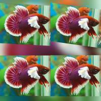 ราคา ปลากัดหูช้างลาเวนเดอร์ เพศผู้จำนวน 3ตัว 99บาท มีเก็บเงินปลายทาง (21626066594)