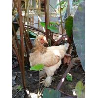 ราคา 5 แถม 1ไข่ลุ้นเชื้อ ไก่ยักษ์ ไข่มีเชื้อ ไก่ยักษ์บราห์มา Brahma ไข่ไก่สำหรับฟัก บาม่า เจ้าเจี๊ยบขนาดใหญ่ ไก่สวยงาม ไก่มีขนขา ไก่ใจดี ไก่น่ารัก ไก่ต่างประเทศ ไข่มีเชื้อ ไข่ไก่ สายพันธุ์แท้ กรุณาอ่านรายล