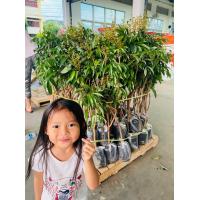 ราคา ต้นลิ้นจี่ นพ 1 ลิ้นจี่นครพนม ส่งตรงจากสวน ต้นติดดอก มีจำกัด 1000 ต้นเท่านั้น ลิ้นจี่ต้นติดดอก แข็งแรงพร้อมปลูก (21298158146)