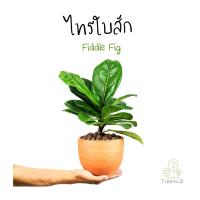 ราคา Treeno 9 T2 ไทรใบสักใบใหญ่ Fiddle fig ล๊อตใหม่ ใหญ่ขึ้น กระถาง 5 นิ้ว สูง 30 40 ซม ต้นไม้ใหญ่ฟอกอากาศ ฟอร์มใบหยักพริ้ว (7364364456)