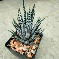 ราคา ต้นกระบองเพชรม้าลายลายใหญ่ขาว Haworthia Fasciata cv super white (21727239723)