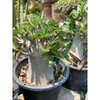 ราคา ดีที่สุด ชวนชมพันธุ์ยักลพบุรี ส่งทั้งกระถาง 8 5 นิ้ว ดอกดกโคนใหญ่ ราชินีพันดอกเป็นยักษ์ทรงพุ่มขนาดกลาง สวนลพบุรี (18481164938)