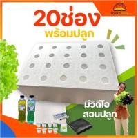 ราคา ครบชุด ชุดกล่องปลูกผัก ไฮโดรโปนิกส์ กล่องโฟม ปลูกผักไฮโดรโปนิกส์ hydroponic (21652223534)