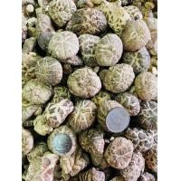 ราคา เห็ดหอม AAA4 ขนาด 500 กรัม เนื้อหนา กรอบ ขนาดกลาง (10400962828)