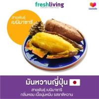 ราคา มันหวานญี่ปุ่น สายพันธุ์เบนิมาซาริ Benimasari ครบไซส์ กลิ่นหอม รสชาติหวาน เนื่อฉ่ำ Shitori (15967214370)