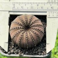 ราคา ถูกที่สุด แคคตัสแฟเรียแคสตาเนีย Frailea Castanea cactus succulent กระบองเพชร ไม้อวบน้ำ (21443744495)