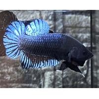 ราคา ปลากัดลูกอินโด นำเข้า แท้ แถมลูกไล่ (21402577092)