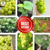 ราคา ต้นองุ่นพันธุ์ไชน์มัสแคทเกาหลี ต้นกล้าเสียบยอดพันธุ์ดี องุ่นไร้เมล็ด หวาน กรอบ หอม เก็บเกี่ยวผลผลิตหลังจากปลูก 2 3 ปี (21586362381)