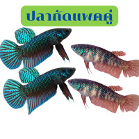 ราคา ปลากัดอีสาน ตัวผู้ ตัวเมีย ปลากัดป่า ปลากัดไทย ปลากัดสวยงาม ปลากัดตัยเมีย (21606038804)