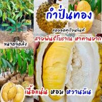 ราคา ต้นทุเรียนสายพันธุ์กำปั่นทองเสียบยอดแท้ ตรงตามสายพันธุ์ สามารถปลูกได้ทันที จาก บ้านและสวน แม่สมใจ (21074342559)