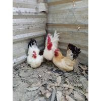 ราคา โปร 5 แถม 1ไข่ลุ้นเชื้อ ไข่มีเชื้อ ไก่แจ้ ไก่เตี้ย ไก่ขาสั้น ขาสั้นตอ ไก่สวยงาม ไก่เสริมบารมี ไก่มินิ ไก่จิ๋ว สายพันธุ์แท้ ไข่ไก่สำหรับนำไปฟักเท่านั้น กรุณาอ่านรายละเอียดด้านล่างก่อนกดสั่งซื้อนะคะ (21