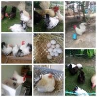 ราคา โปร 5 แถม 1ไข่เชื้อ ไก่แจ้เตี้ย ไก่แจ้สวยงาม ไข่มีเชื้อ ไข่ไก่สำหรับนำไปฟัก โปรดอ่านรายละเอียดก่อนกดสั่งซื้อนะคะ (21181350194)