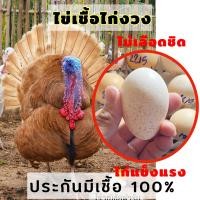 ราคา ไข่เชื้อ 2 ฟอง ไข่ไก่งวง ไข่ไก่มีเชื้อ สำหรับฟักเป็นตัว มีเชื้อทุกใบ ฟักง่าย แข็งแรง พ่อแม่ไม่เลือดชิด (16903846082)