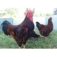 ราคา ไข่เชื่อ ไข่เชื้อไก่ไข่ โร๊ดไอส์เเลนด์เรด 10ฟอง (18984123240)