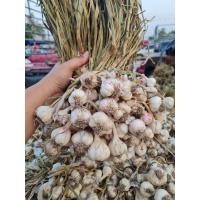 ราคา กระเทียมแก้วแบบปึ่ง ไซส์ใหญ่ 1 กก (20827127158)