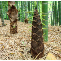 ราคา เมล็ดพันธุ์ 50 เมล็ด ไผ่บงหวาน Phyllostachys seeds ไม้ประดับ ต้นไม้จริง ต้นไม้ฟอกอากาศ ต้นไม้มงคล ต้นไม้จัดสวน ปลูกง่าย ทนแล้ง ปลูกครั้งเดียว เก็บผลผลิตได้ยาวนาน หน่อดก หน่อใหญ่ ออกหน่อทั้งปี (6719136