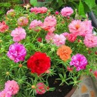 ราคา 5000 Seeds ไม้ประดับ Japanese Rose กุหลาบญี่ปุ่น ต้นไม้มงคล ต้นไม้ประดับ Portulaca Grandiflora Annual Flower เมล็ดดอกไม้ เมล็ดพันธุ์ผัก ต้นไม้ตกแต่ง (5117788445)
