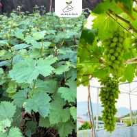 ราคา องุ่นนิ้วมือเขียว องุ่นนิ้วมือเขียว ต้นทาบสูง 40 60 ซม ไม้เลื้อย ผลไม้กรอบไร้เมล็ด (21462405352)