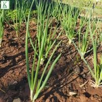ราคา ต้นหอมบั่วเลย หอมเลยแบ่ง ต้นสด พร้อมปลูก พร้อมชำ ในกระถางปลูกไว้กินตลอดปี ออกดอกช่วงฤดูหนาว สินค้าส่งเป็นหัว ราคาถูก มีให้เลือกหลากหลาย ส่งฟรี ส่งไว เก็บเงินปลายทาง หอมบัวเลยแบบง่ายๆ เจ้าแหม่ม หอมแบ่ง