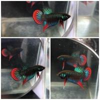 ราคา ปลากัดภาคตะวันออก ผู้ เมีย สวยๆ ชาย ส่งด่วน มีประกันสินค้า (21596238578)