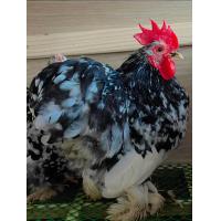 ราคา ไข่เชื้อไก่มินิโคชิน ชุดละ 2ฟอง มีเชื้อสูงมาก (21543430591)