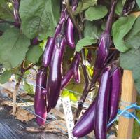 ราคา Long Eggplant Seeds เมล็ดพันธุ์ มะเขือยาว สีม่วงญี่ปุ่น 250 เมล็ด คุณภาพดี ราคาถูก ของแท้ 100 Eggplant Vegetable Seeds เมล็ดพันธุ์ผัก เมล็ดผักต่างๆ เมล็ดพันธุ์ เมล็ดผักสวนครัว ปลูกได้ทั้งปี เมล็ดพันธุ