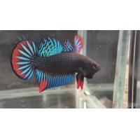 ราคา ปลากัดตะวันออก เมีย ส่งแบบด่วน (21596385190)