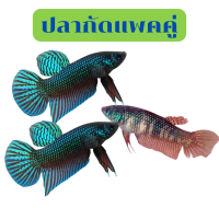 ราคา ปลากัดอีสาน ตัวผู้ ตัวเมีย ปลากัดป่า ปลากัดไทย ปลากัดสวยงาม ปลากัดตัยเมีย (21606038803)