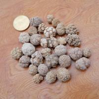 ราคา หินพระธาตุพระสีวลี เขาสามร้อยยอด แบ่งบูชา 1องค์ มีหลายขนาด จัดส่งแบบสุ่ม (9230110847)