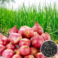 ราคา Onion Seed เมล็ดหัวหอม หอมหัวใหญ่ หอมแดง ลำดวน ถูกที่สุด เมล็ดพันธุ์หอมแดง 200 เมล็ด งอกง่าย โตไว ทานอร่อย Vegetable Seeds เมล็ดพันธุ์ผัก เมล็ดผักต่างๆ เมล็ดพันธุ์ เมล็ดผักสวนครัว ปลูกได้ทั้งปี เมล็ดพ
