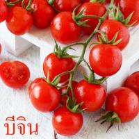 ราคา มะเขือเทศญี่ปุ่น บีจิน ถูกที่สุด เมล็ดพันธุ์มะเขือเทศญี่ปุ่นพันธุ์บีจิน 300เมล็ด งอกง่าย ลูกดก ทานอร่อย Cherry Tomato Seeds Red Tomato Seeds Fruit Seeds Vegetable Seeds เมล็ดพันธุ์พืช ต้นไม้ พืช ต้นไม