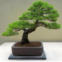 ราคา Japanese White Pine Pinus ต้นสนญี่ปุ่น สนขาวญี่ปุ่น ถูกที่สุด เมล็ดพันธุ์บอนไซสนขาวญี่ปุ่น 50 เมล็ด ปลูกง่าย โตไว สนบอนไซ ต้นไม้มงคล ต้นบอนสี ของแต่งบ้าน บอนสีหายากไทย ต้นไม้ ต้นไม้ประดับ เมล็ดบอนสี ต