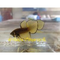 ราคา ปลากัดสวยงาม เพื่อคุณภาพที่ดีกว่าเดิม ซื้อ1แถม1 ปลากัดสายพัฒนา ปลากัดแก้มเหลือง ตัวผู้ เกรดสวยงาม หางใบโพธิ์ (21461155854)