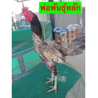 ราคา ไข่เชื้อไก่ชน เยียร์ ปรกติ ฟองละ 200 วันนี้ขายฟองละ 40 บาท จร้า (21597944485)