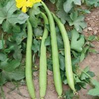 ราคา เมล็ดพันธุ์ บวมหอมยาว เอ็กซ์ตร้าลอง Extra Long Luffa Gourd Seed 40 เมล็ด คุณภาพดี ราคาถูก ของแท้ 100 Long Loofah Seeds เมล็ดพันธุ์ บวบหอมยาว Vegetable Seeds เมล็ดพันธุ์ผัก เมล็ดผักต่างๆ เมล็ดพันธุ์ เม