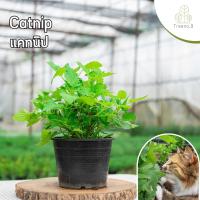 ราคา Treeno 9 T212 แคทนิป Catnip ส่งแบบ กระถาง 6 นิ้ว กัญชาแมว น้องแมวชอบมาก สูง 20 30 ซม เพื่อสุขภาพที่ดีของน้องแมว (21544717023)