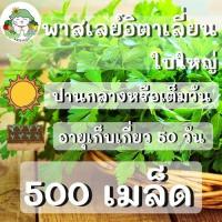 ราคา เมล็ดพันธุ์ พาสเลย์อิตาเลี่ยนใบใหญ่ 500เมล็ด Flat Leaf Italian Parsley เมล็ดพันธุ์แท้ นำเข้าจากต่างประเทศ ปลูกง่าย ถูกดี (6549120176)