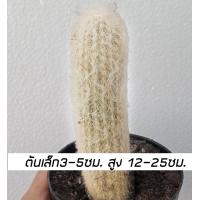 ราคา ถูกที่สุด Old Man Cactusแคคตัสกระบองผู้เฒ่ากระบองเพชรไม้อวบน้ำต้นไม้คอนโด (12020863178)