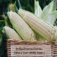 ราคา เมล็ดพันธุ์ ข้าวโพดข้าวเหนียวไวท์กรีน Waxy Corn White Green ปลูกง่าย ปลูกได้ทั่วไทย (1284814783)