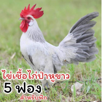 ราคา ไข่เชื้อไก่ป่าหูขาว 5 ฟอง สำหรัยฟัก (21720438520)