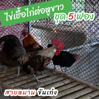 ราคา ไข่เชื้อไก่ต่อหูขาว ชุด 5 ฟอง สำหรับฟัก (14610092441)