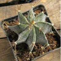 ราคา ถูกที่สุด แอสโตรไฟตั้ม ออนาตั้ม Astrophytum Ornatum cactus succulent กระบองเพชร ไม้อวบน้ำ (12463963464)