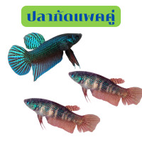 ราคา ปลากัดอีสาน ตัวผู้ ตัวเมีย ปลากัดป่า ปลากัดไทย ปลากัดสวยงาม ปลากัดตัยเมีย (21606038802)