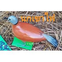 ราคา นกเขาไฟ นกเขาแดง นกเขา (7169010683)