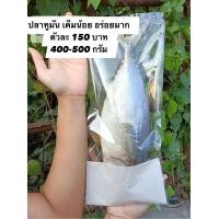 ราคา ปลาทูมันแดดเดียว จัมโบ้ มันมากอร่อยชัวร์ มันใหญ่มาก (20357536718)