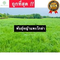 ราคา บรรจุ 10 กิโลกรัม พันธุ์หญ้าแพงโกล่าสำหรับปลูก หญ้าเลี้ยงสัตว์ หญ้าแพงโกล่า (18359178541)
