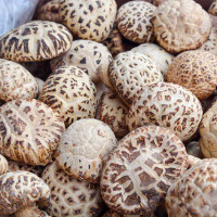 ราคา เห็ดหอมญี่ปุ่นอย่างดี ขนาด AAAAA6香菇เห็ด (21411905295)