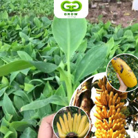 ราคา กล้วยยักษ์อินโดเพาะเลี้ยงเนื้อเยื่อมีรสหวานๆ (21516757225)